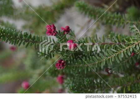 Grevillea ranigera flower 97552415
