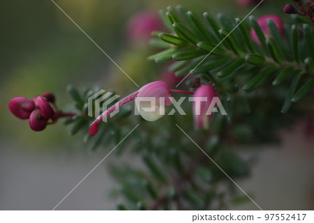 銀樺花 銀樺花 97552417