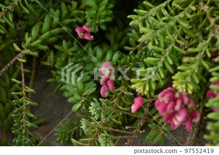 Grevillea ranigera flower Grevillea ranigera flower 97552419
