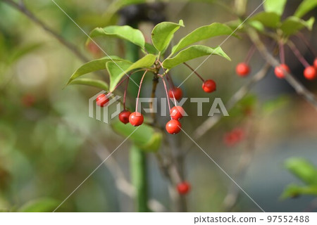Seaweed fruit 97552488