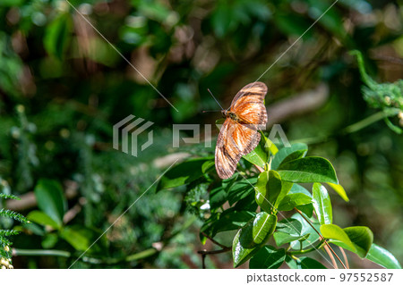 dryas iulia butterfly on a green meadow 97552587