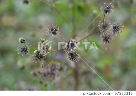 Cosendanga sap Cosendanga sap 97553312