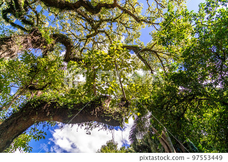 tree overgrown with moss in the rain forest tree overgrown with moss in the rain forest 97553449