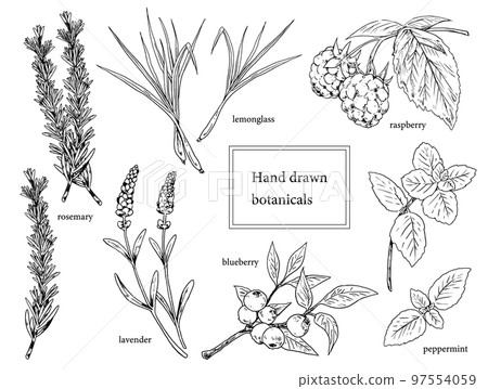 Hand drawn illustration set of herbs and berries 97554059