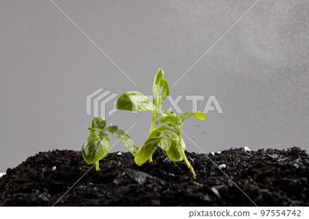 Green seedlings in dark soil with fertiliser, and misting water on grey background with copy space 97554742