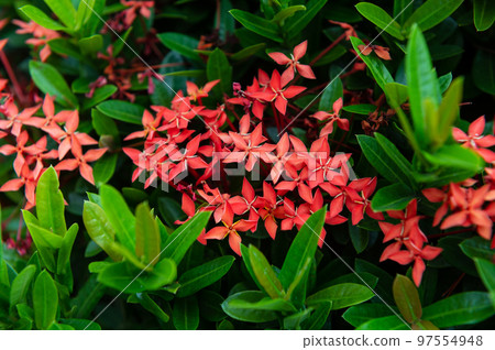 Rubiaceae flower with green leaves background Rubiaceae flower with green leaves background 97554948