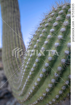 Close up of a curved arm of saguaro cactus in Sabino Canyon State Park- Tucson, Arizona Close up of a curved arm of saguaro cactus in Sabino Canyon State Park- Tucson, Arizona 97555035