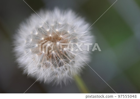 蒲公英0001 蒲公英0001 97555048