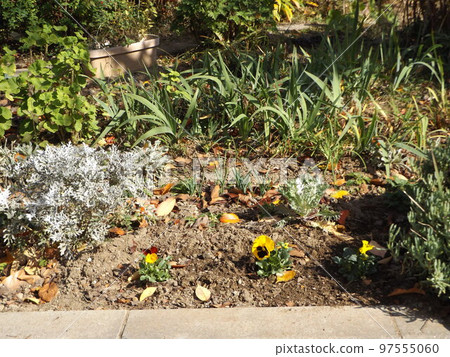 Kojima Hananokai 花園裡的三色堇花和初夏滿地的德國鳶尾葉 Kojima Hananokai 花園裡的三色堇花和初夏滿地的德國鳶尾葉 97555060