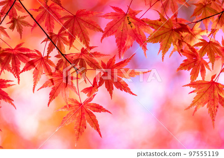 秋葉/秋天圖像 97555119