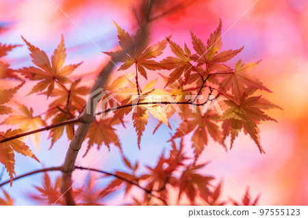 秋葉/秋天圖像 97555123