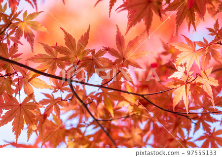 秋葉/秋天圖像 97555133