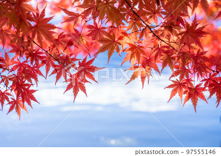 秋葉/秋天圖像 97555146