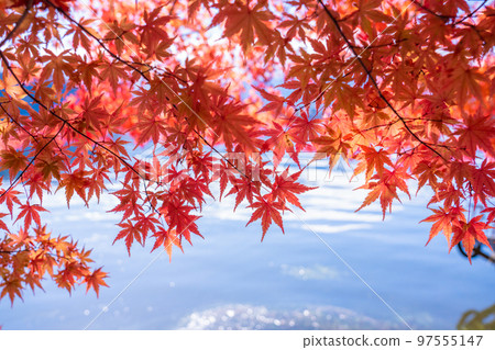 秋葉/秋天圖像 97555147