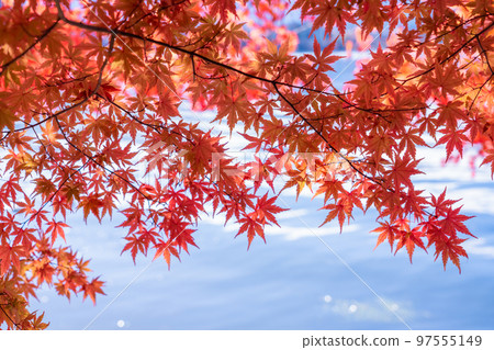 秋葉/秋天圖像 97555149