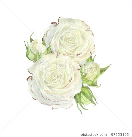 Composition of white roses and buds. Watercolor illustration.Isolated on a white background.For design of sticker, dishes, greeting card, stationery, cosmetics, perfumes packaging, wedding invitation Composition of white roses and buds. Watercolor illustration.Isolated on a white background.For design of sticker, dishes, greeting card, stationery, cosmetics, perfumes packaging, wedding invitation 97555165