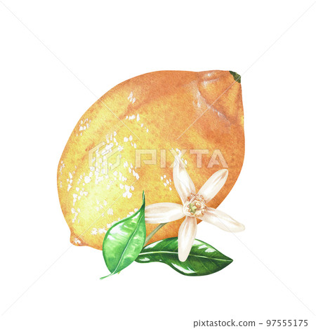 Yellow lemon with flower and leaves. Watercolor illustration. Isolated on a white background. For your design stickers, nature prints, kitchen accessories, product packaging with citrus acid or scent Yellow lemon with flower and leaves. Watercolor illustration. Isolated on a white background. For your design stickers, nature prints, kitchen accessories, product packaging with citrus acid or scent 97555175