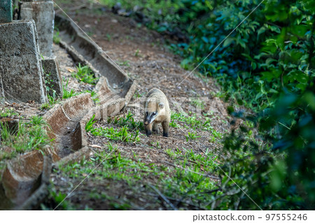 nasua nasua in a nature reserve near a tourist 97555246