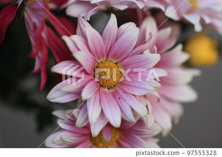 Chrysanthemum 0018 Chrysanthemum 0018 97555328