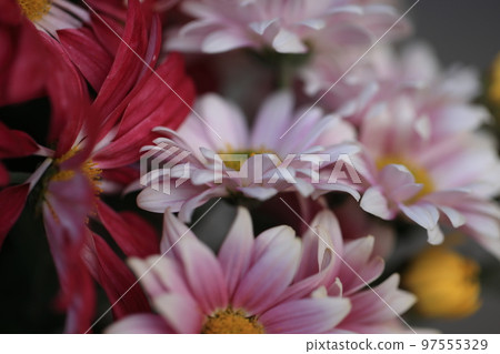 菊花0019 97555329