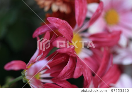 菊花0020 菊花0020 97555330