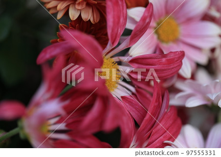 菊花0021 菊花0021 97555331