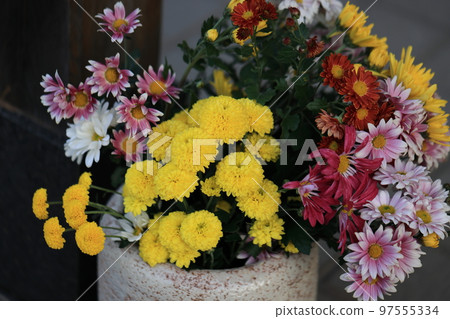 chrysanthemum 0024 chrysanthemum 0024 97555334