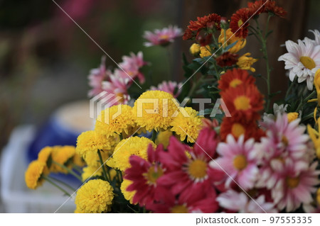 菊花0025 菊花0025 97555335