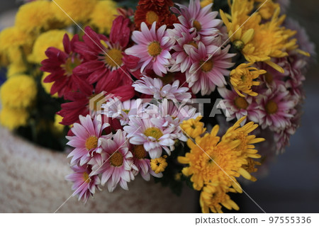 菊花0026 菊花0026 97555336
