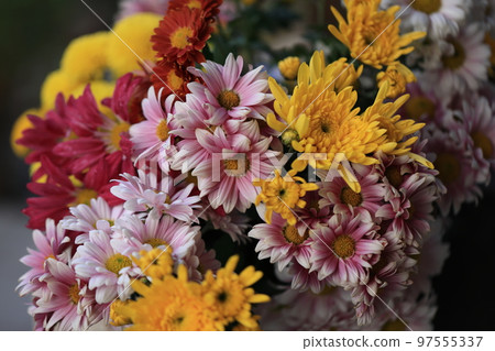 菊花0027 菊花0027 97555337