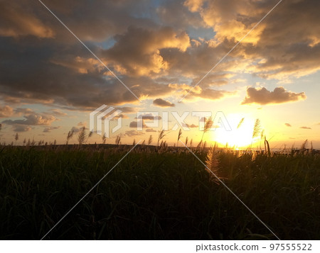 早晨風景甘蔗花和日出 早晨風景甘蔗花和日出 97555522