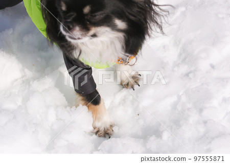 站在雪地裡的黑色棕褐色長大衣吉娃娃的腳 站在雪地裡的黑色棕褐色長大衣吉娃娃的腳 97555871
