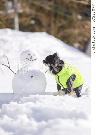 Black tan long coat Chihuahua in down jacket sitting next to a snowman 97555877