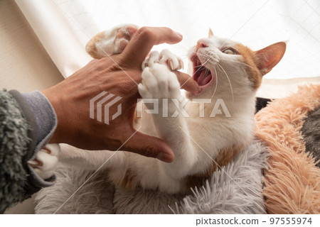 Cat biting hand Brown tiger white Cat biting hand Brown tiger white 97555974