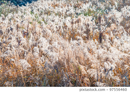 冬之川原蒲葦 Bokashi 97556460