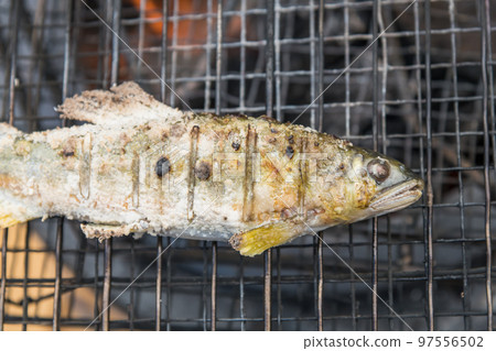 [Salt-grilling farmed ayu using embers at the auto campsite] 97556502