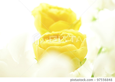A soft and gentle yellow rose with a spring image that you want to give as a gift in spring 97556848