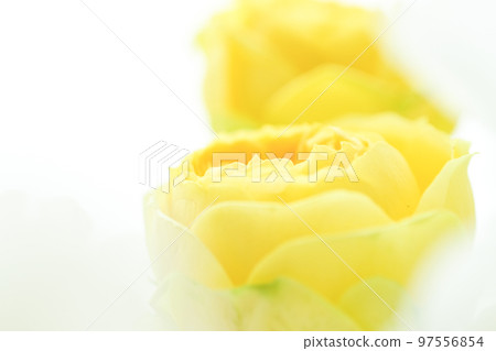 A soft and gentle yellow rose with a spring image that you want to give as a gift in spring 97556854