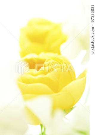 A soft and gentle yellow rose with a spring image that you want to give as a gift in spring 97556882