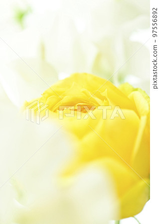 A soft and gentle yellow rose with a spring image that you want to give as a gift in spring 97556892