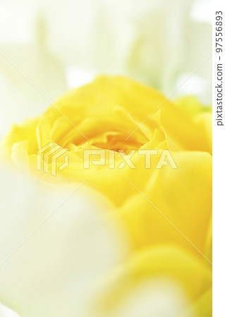 A soft and gentle yellow rose with a spring image that you want to give as a gift in spring 97556893