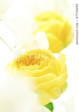 A soft and gentle yellow rose with a spring image that you want to give as a gift in spring A soft and gentle yellow rose with a spring image that you want to give as a gift in spring 97556894