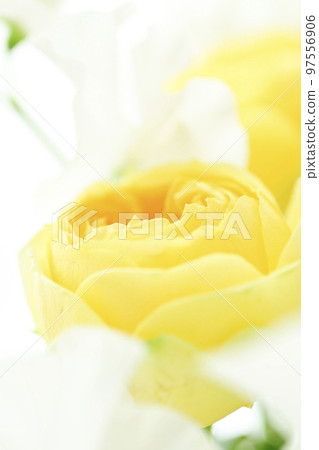 A soft and gentle yellow rose with a spring image that you want to give as a gift in spring 97556906