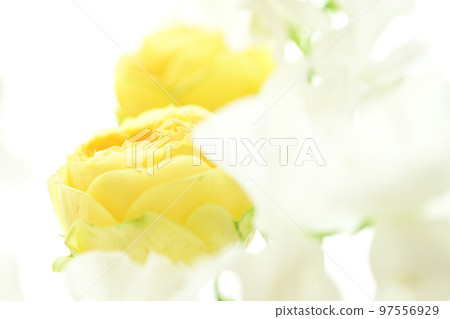 A soft and gentle yellow rose with a spring image that you want to give as a gift in spring 97556929