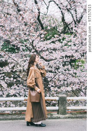 櫻花和一個年輕女子 97557015