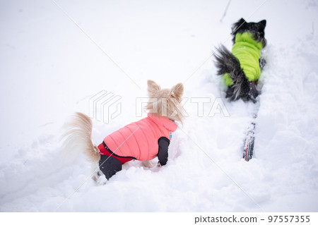穿著兩件羽絨服的長毛吉娃娃跟隨主人踏雪 穿著兩件羽絨服的長毛吉娃娃跟隨主人踏雪 97557355