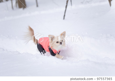 A long coat Chihuahua wearing pink down that follows the owner during snow trekking A long coat Chihuahua wearing pink down that follows the owner during snow trekking 97557365