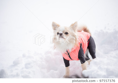 穿著粉紅色羽絨服的吉娃娃長大衣，在雪地徒步時跟隨主人 97557376