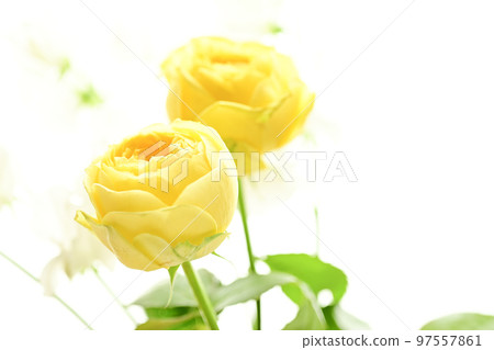 A soft and gentle yellow rose with a spring image that you want to give as a gift in spring A soft and gentle yellow rose with a spring image that you want to give as a gift in spring 97557861