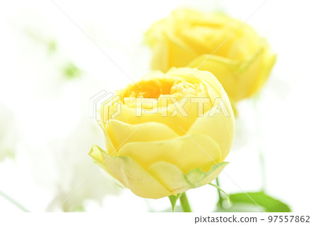 A soft and gentle yellow rose with a spring image that you want to give as a gift in spring 97557862